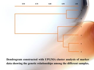 Dendrogram constructed with UPGMA cluster analysis of marker
data showing the genetic relationships among the different samples.
0.50 0.70 0.80 0.90 1.00
2
3
4
55
6
7
 