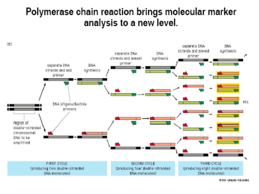 Molecular markers types and applications