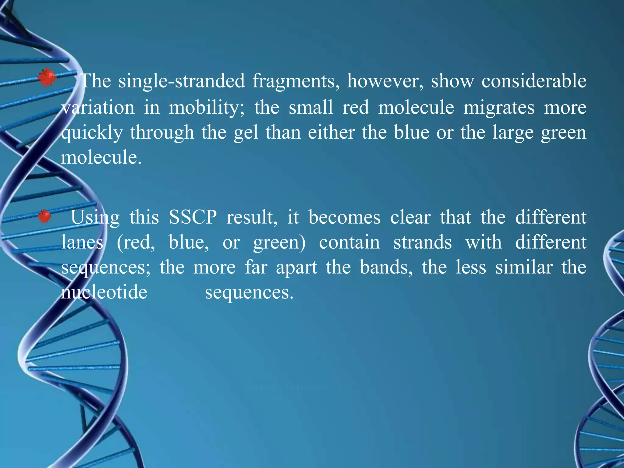 The single-stranded fragments, however, show considerable
variation in mobility; the small red molecule migrates more
quickly through the gel than either the blue or the large green
molecule.
Using this SSCP result, it becomes clear that the different
lanes (red, blue, or green) contain strands with different
sequences; the more far apart the bands, the less similar the
nucleotide sequences.
 