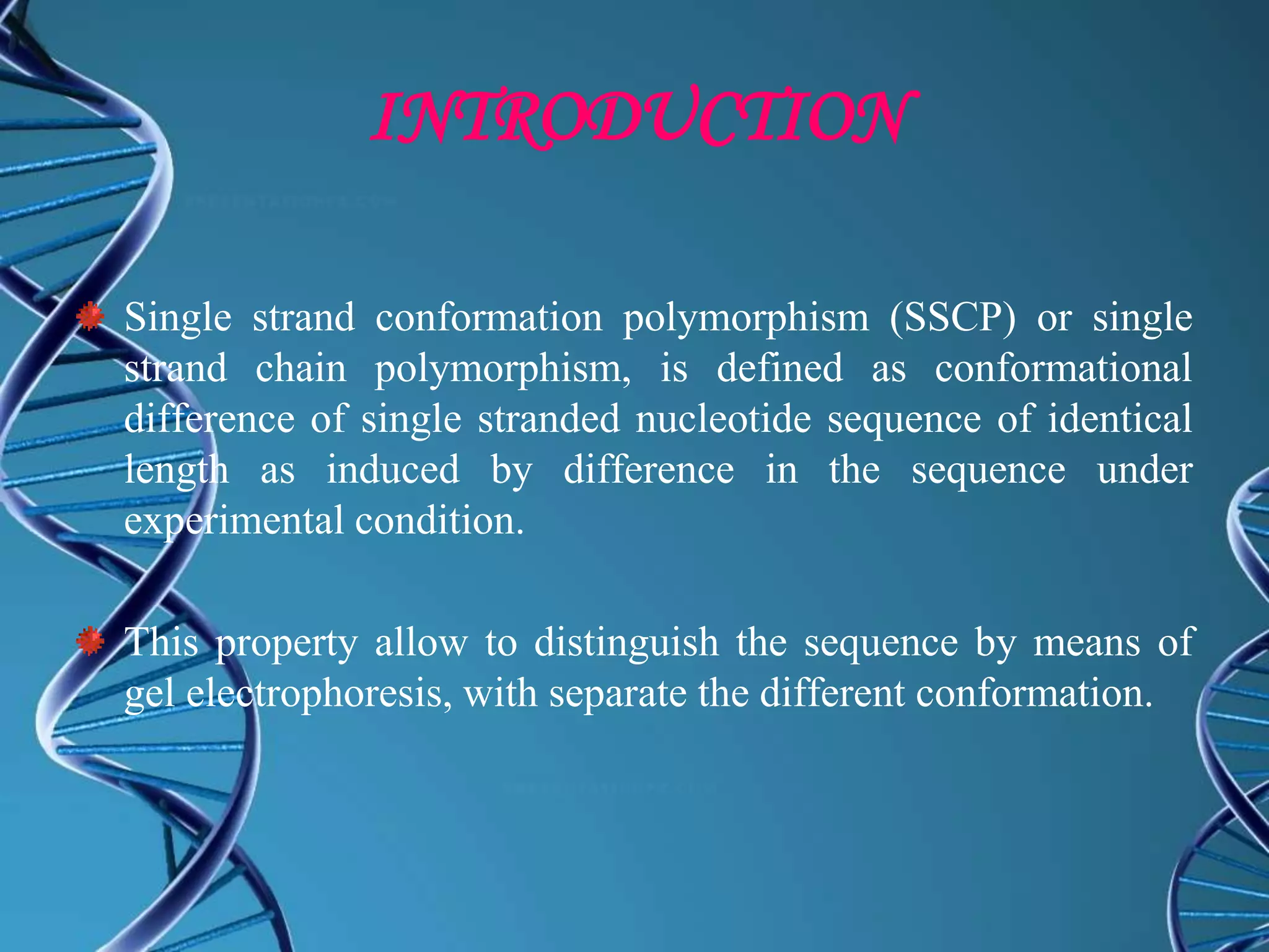 INTRODUCTION
Single strand conformation polymorphism (SSCP) or single
strand chain polymorphism, is defined as conformational
difference of single stranded nucleotide sequence of identical
length as induced by difference in the sequence under
experimental condition.
This property allow to distinguish the sequence by means of
gel electrophoresis, with separate the different conformation.
 