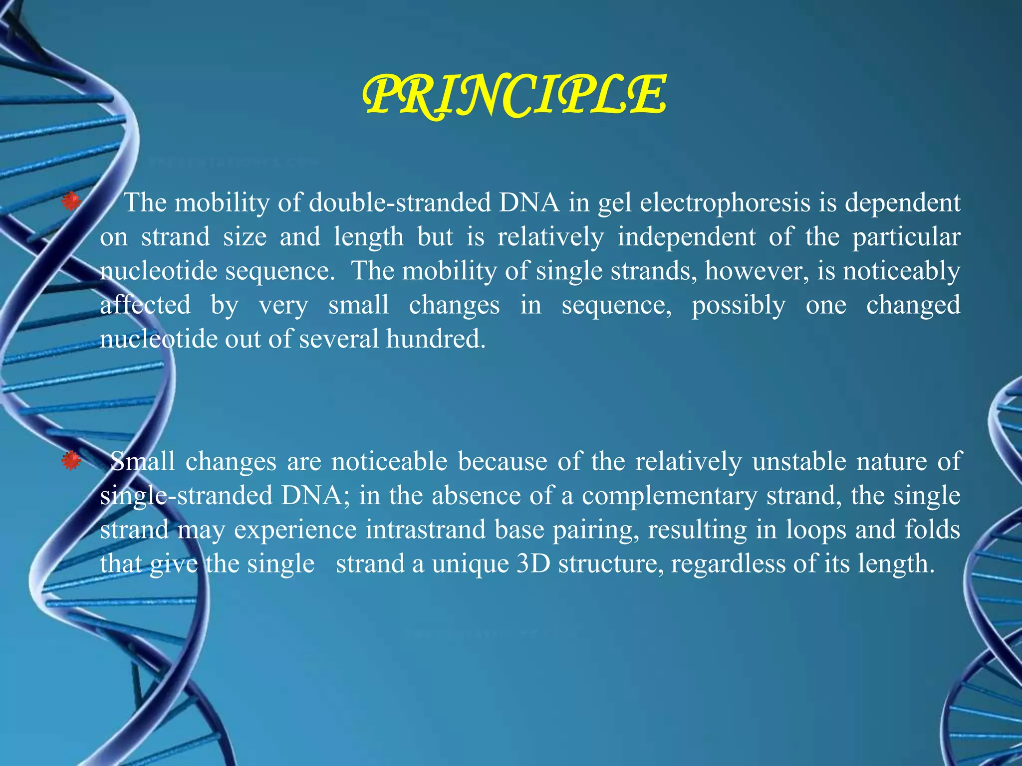 PRINCIPLE
The mobility of double-stranded DNA in gel electrophoresis is dependent
on strand size and length but is relatively independent of the particular
nucleotide sequence. The mobility of single strands, however, is noticeably
affected by very small changes in sequence, possibly one changed
nucleotide out of several hundred.
Small changes are noticeable because of the relatively unstable nature of
single-stranded DNA; in the absence of a complementary strand, the single
strand may experience intrastrand base pairing, resulting in loops and folds
that give the single strand a unique 3D structure, regardless of its length.
 