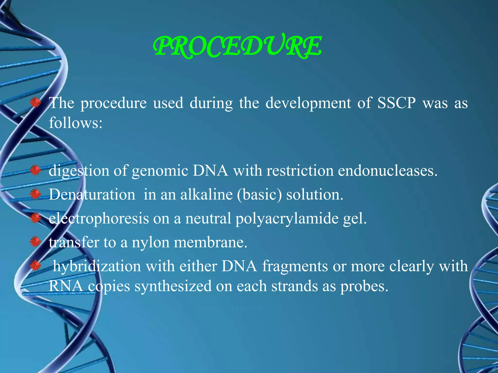 PROCEDURE
The procedure used during the development of SSCP was as
follows:
digestion of genomic DNA with restriction endonucleases.
Denaturation in an alkaline (basic) solution.
electrophoresis on a neutral polyacrylamide gel.
transfer to a nylon membrane.
hybridization with either DNA fragments or more clearly with
RNA copies synthesized on each strands as probes.
 