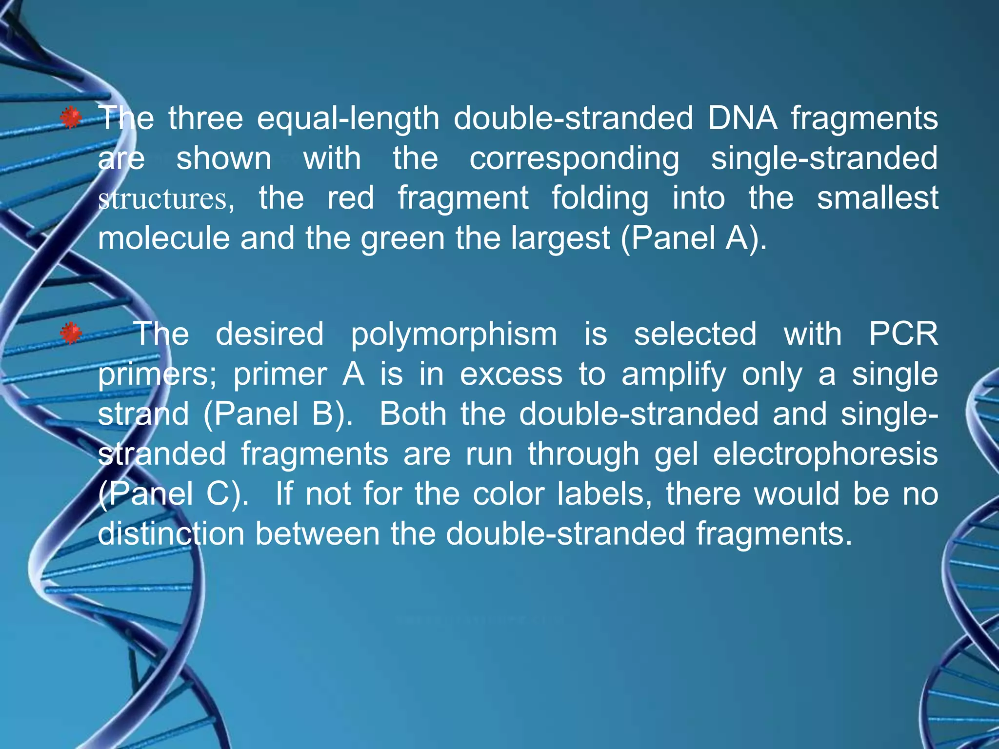 The three equal-length double-stranded DNA fragments
are shown with the corresponding single-stranded
structures, the red fragment folding into the smallest
molecule and the green the largest (Panel A).
The desired polymorphism is selected with PCR
primers; primer A is in excess to amplify only a single
strand (Panel B). Both the double-stranded and single-
stranded fragments are run through gel electrophoresis
(Panel C). If not for the color labels, there would be no
distinction between the double-stranded fragments.
 