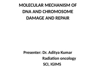M MOLECULAR MECHANISM OF DNA AND CHROMOSOMES DAMAGE AND REPAIR | PPTX