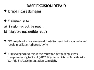 M MOLECULAR MECHANISM OF DNA AND CHROMOSOMES DAMAGE AND REPAIR | PPTX