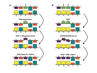 M MOLECULAR MECHANISM OF DNA AND CHROMOSOMES DAMAGE AND REPAIR | PPTX