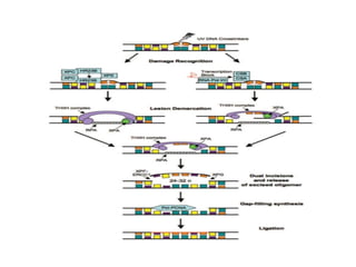 M MOLECULAR MECHANISM OF DNA AND CHROMOSOMES DAMAGE AND REPAIR | PPTX