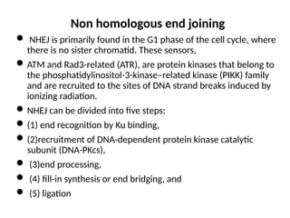 M MOLECULAR MECHANISM OF DNA AND CHROMOSOMES DAMAGE AND REPAIR | PPTX