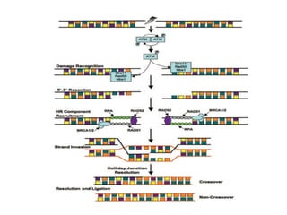 M MOLECULAR MECHANISM OF DNA AND CHROMOSOMES DAMAGE AND REPAIR | PPTX
