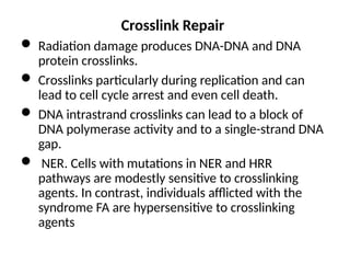 M MOLECULAR MECHANISM OF DNA AND CHROMOSOMES DAMAGE AND REPAIR | PPTX