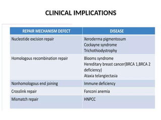 M MOLECULAR MECHANISM OF DNA AND CHROMOSOMES DAMAGE AND REPAIR | PPTX