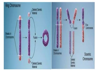 M MOLECULAR MECHANISM OF DNA AND CHROMOSOMES DAMAGE AND REPAIR | PPTX