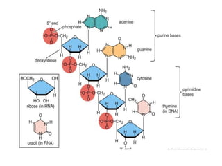 M MOLECULAR MECHANISM OF DNA AND CHROMOSOMES DAMAGE AND REPAIR | PPTX