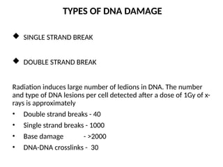 M MOLECULAR MECHANISM OF DNA AND CHROMOSOMES DAMAGE AND REPAIR | PPTX