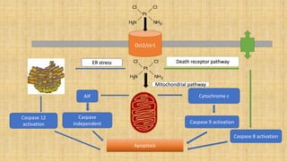 Molecular mechanism involved in cisplatin induced nephrotoxicity | PPTX