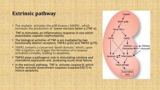 Molecular mechanism involved in cisplatin induced nephrotoxicity | PPTX