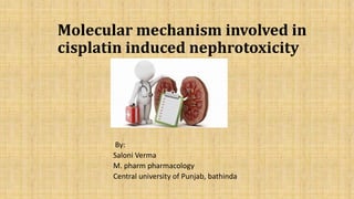 Molecular mechanism involved in
cisplatin induced nephrotoxicity
By:
Saloni Verma
M. pharm pharmacology
Central university of Punjab, bathinda
 