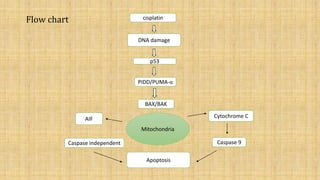 Molecular mechanism involved in cisplatin induced nephrotoxicity | PPTX