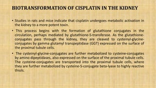Molecular mechanism involved in cisplatin induced nephrotoxicity | PPTX