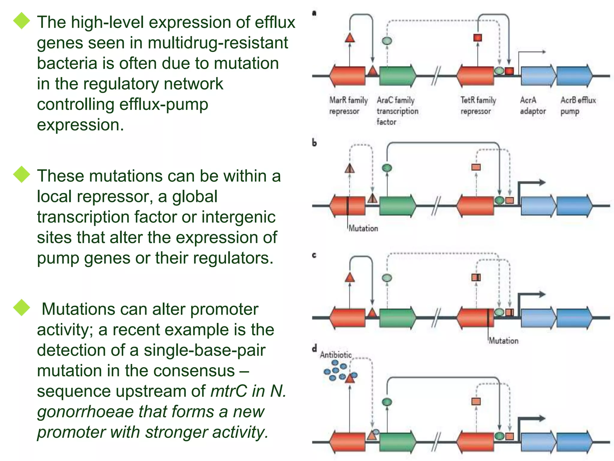 Molecular mechanism of antibiotic resistance | PPTX