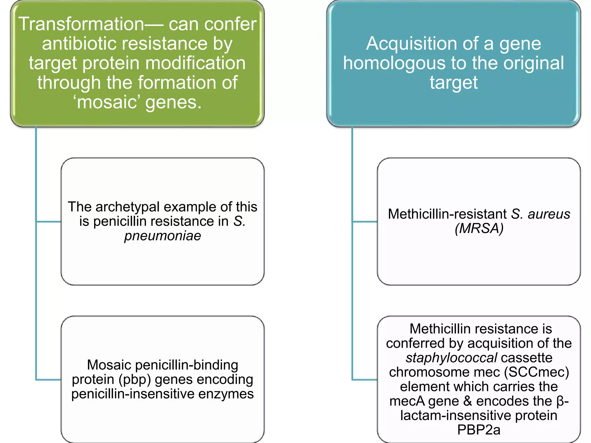 Molecular mechanism of antibiotic resistance | PPTX