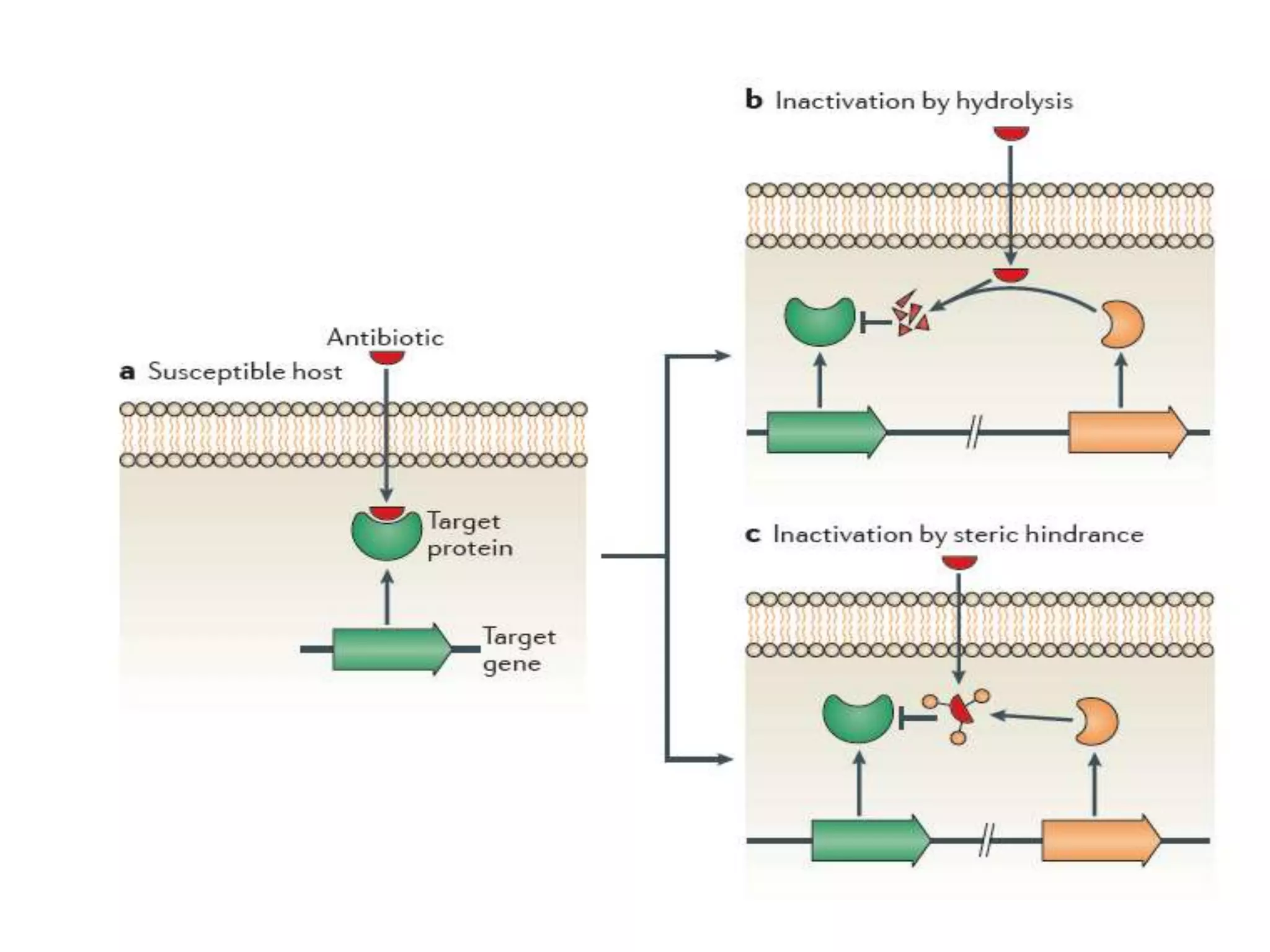 Molecular mechanism of antibiotic resistance | PPTX