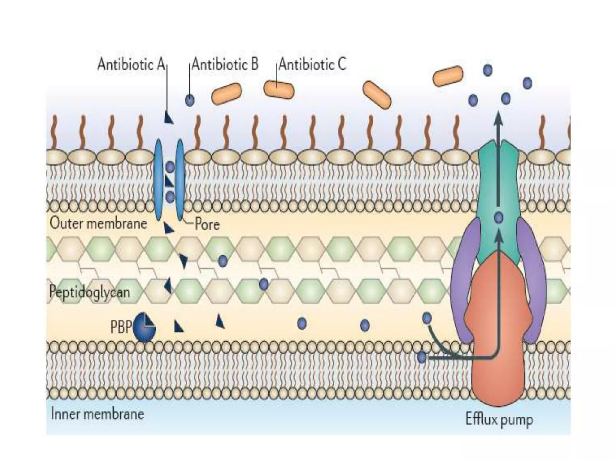 Molecular mechanism of antibiotic resistance | PPTX