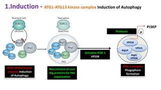 Autophagy | PPTX