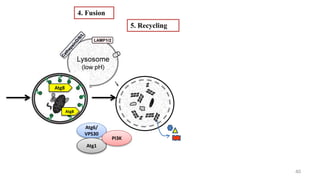 Autophagy | PPTX