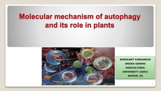 Molecular mechanism of autophagy
and its role in plants
1
SHRIKANT YANKANCHI
INDIRA GANDHI
AGRICULTURAL
UNIVERSITY (IGKV)
RAIPUR, CG
 