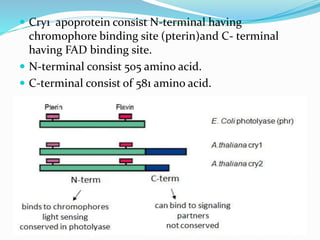 Molecular mechanism of light perception, signal transduction and gene ...