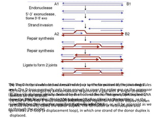 Molecular mechanism of recombination, post meiotic segregation | PPTX
