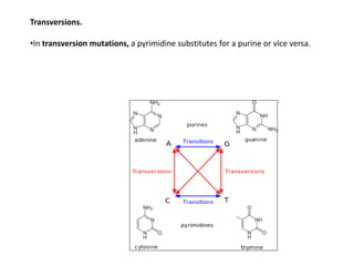 Transverse Mutation Example Molecular mechanism of spontaneous mutations | PPTX