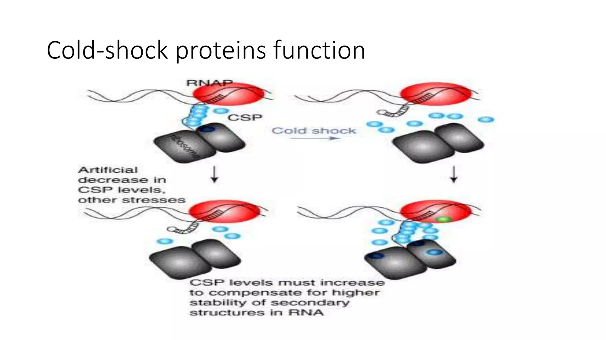 Molecular mechanisms of cold adaptation in bacteria | PPTX
