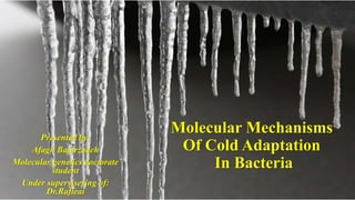 Molecular Mechanisms
Of Cold Adaptation
In Bacteria
Presented by:
Afagh Bapirzadeh
Molecular genetics doctorate
student
Under supervisering of:
Dr.Rafieai
 