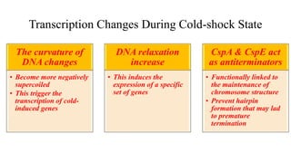 Molecular mechanisms of cold adaptation in bacteria | PPT