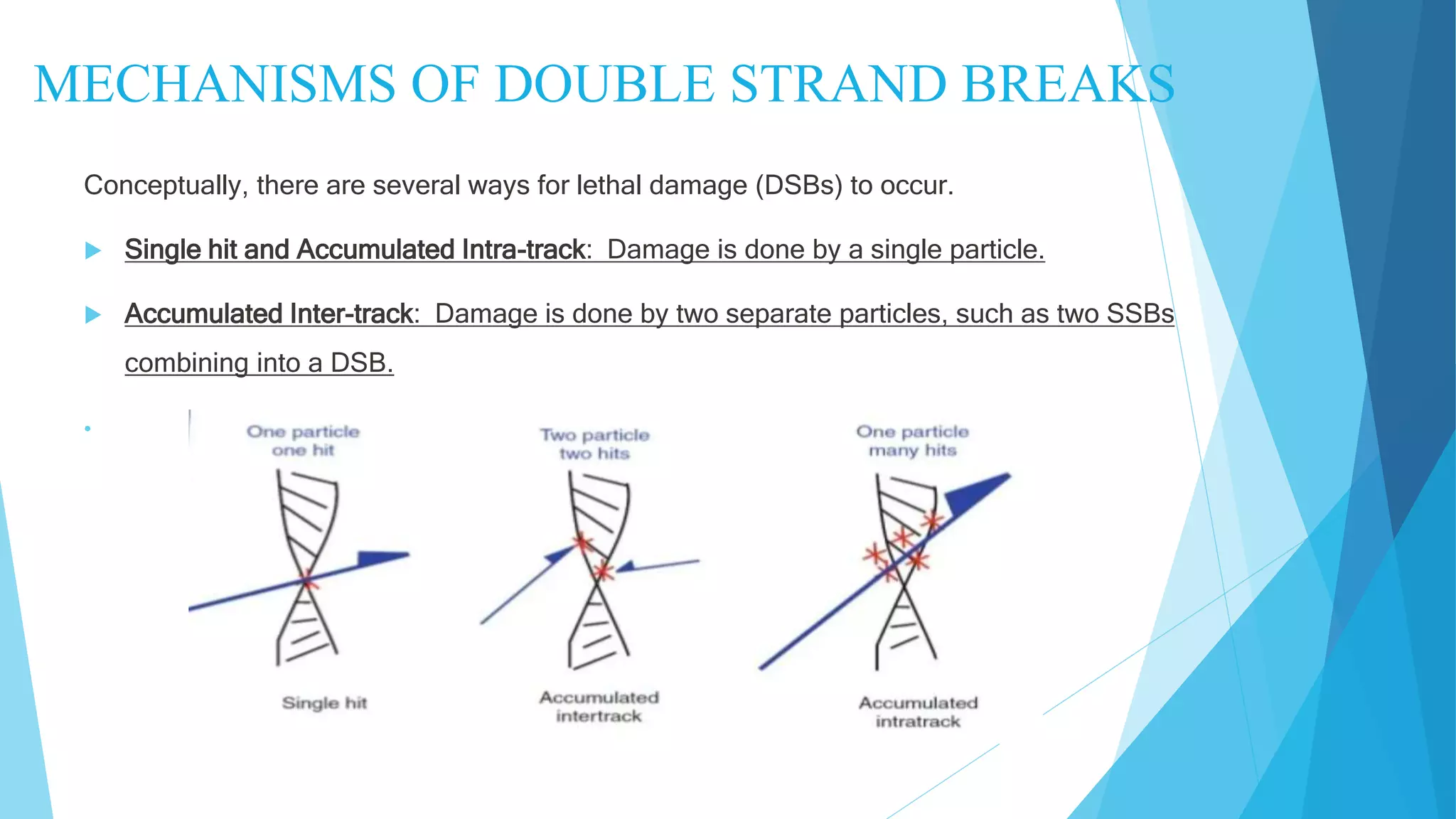 Molecular Mechanisms of DNA and chromosomes damage.pptx