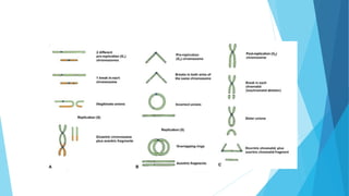 Molecular Mechanisms of DNA and chromosomes damage.pptx