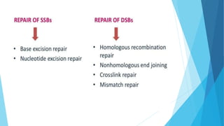 Molecular Mechanisms of DNA and chromosomes damage.pptx