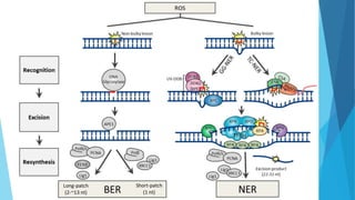 Molecular Mechanisms of DNA and chromosomes damage.pptx