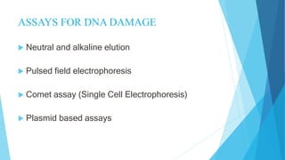 Molecular Mechanisms of DNA and chromosomes damage.pptx