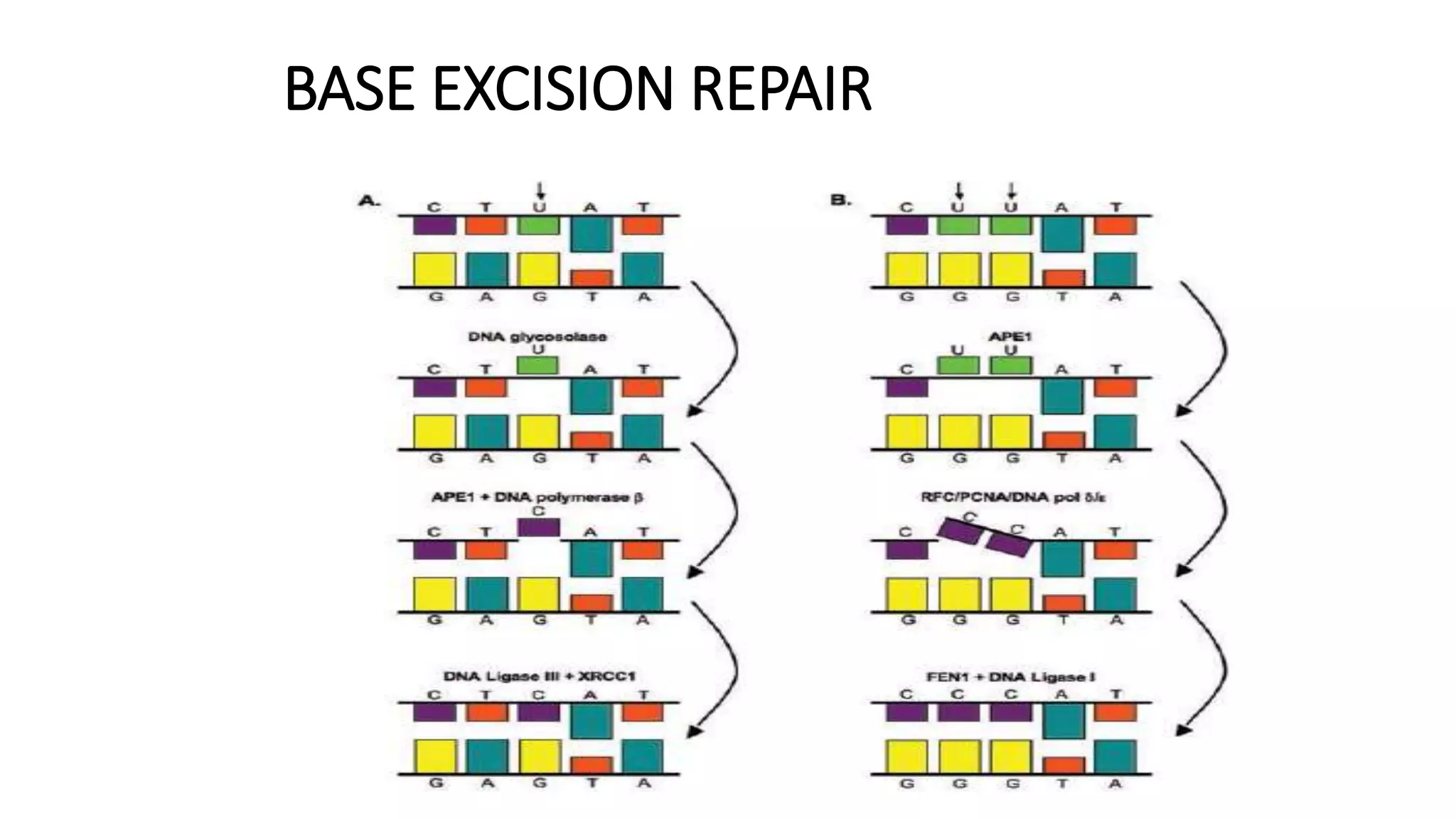 Molecular mechanisms of DNA damage and repair | PPTX