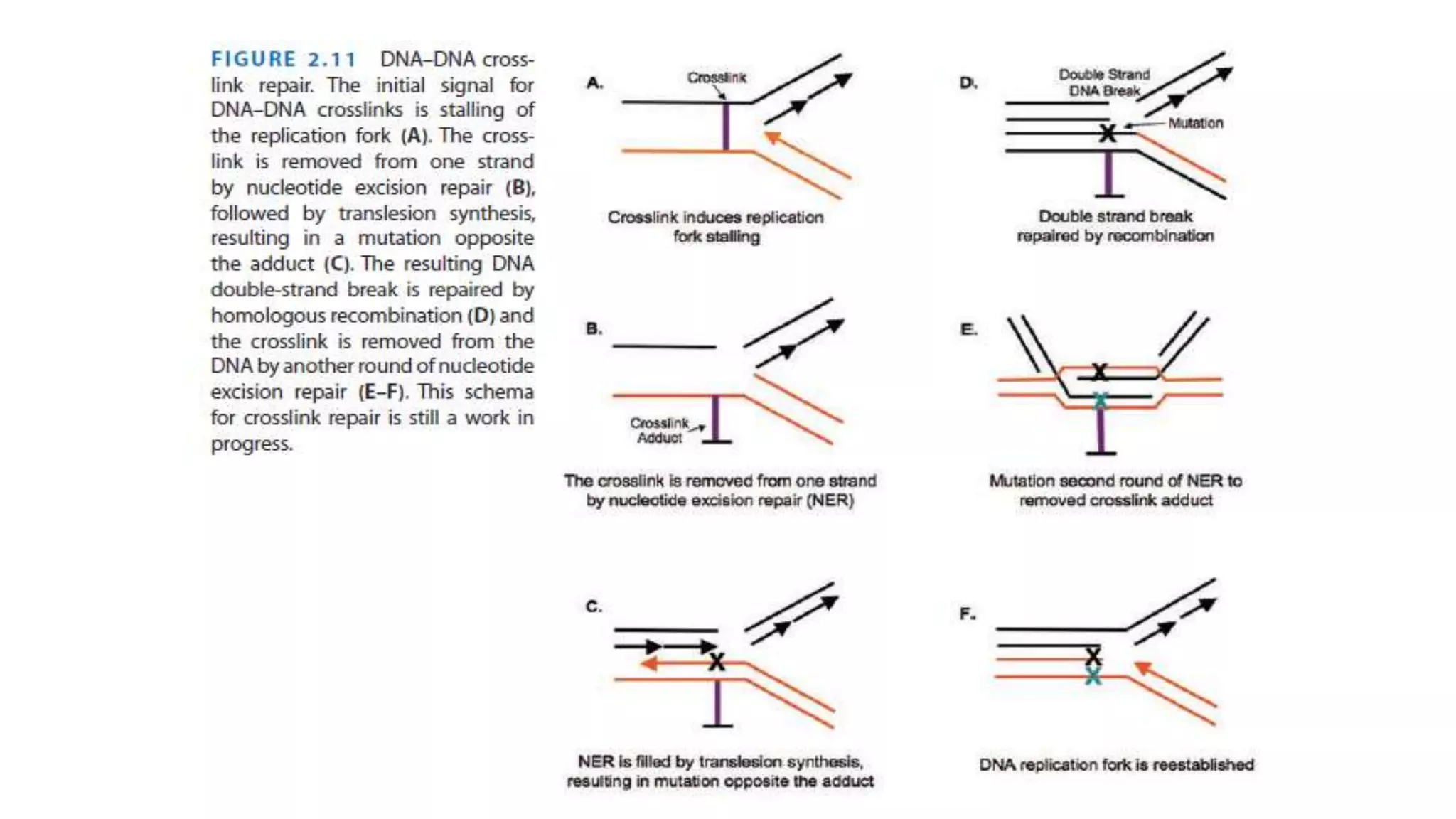 Molecular mechanisms of DNA damage and repair | PPTX