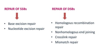 Molecular mechanisms of DNA damage and repair | PPTX