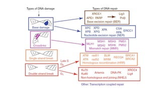 Molecular mechanisms of DNA damage and repair | PPTX