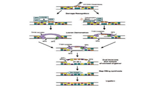Molecular mechanisms of DNA damage and repair | PPTX