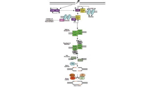 Molecular mechanisms of DNA damage and repair | PPTX