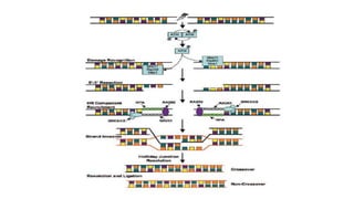 Molecular mechanisms of DNA damage and repair | PPTX