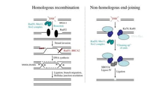 Molecular mechanisms of DNA damage and repair | PPTX
