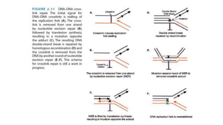 Molecular mechanisms of DNA damage and repair | PPTX